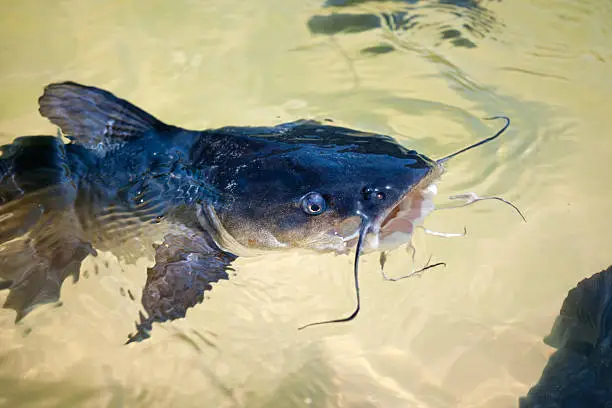 catfish